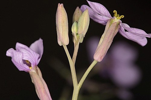Moricandia moricandioides (Boiss.) Heywood