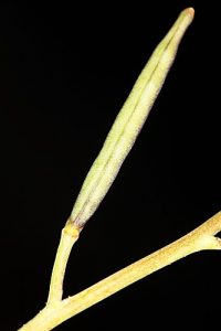 Moricandia moricandioides (Boiss.) Heywood