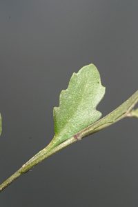 Murbeckiella boryi (Boiss.) Rothm.