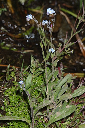 Myosotis decumbens subsp. teresiana (Sennen) Grau