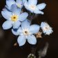 Myosotis decumbens subsp. teresiana (Sennen) Grau