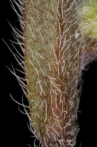 Myosotis ramosissima subsp. ramosissima Rochel in Schult.