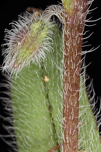 Myosotis ramosissima subsp. ramosissima Rochel in Schult.
