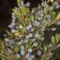 Myrtus communis L.