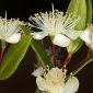 Myrtus communis L.