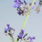 Nepeta nepetella subsp. aragonensis (Lam.) Nyman