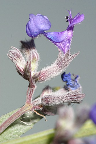 Nepeta nepetella subsp. aragonensis (Lam.) Nyman