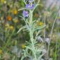Nepeta nepetella subsp. aragonensis (Lam.) Nyman