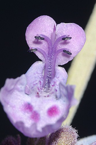 Nepeta nepetella subsp. laciniata (Willk.) Aedo in Castrov. & al. (eds.)