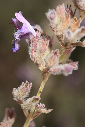 Nepeta nepetella subsp. murcica (Guirao ex Willk.) Aedo