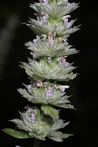Nepeta tuberosa subsp. giennensis (Degen & Hervier) Heywood