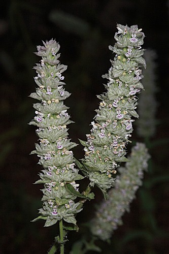 Nepeta tuberosa subsp. giennensis (Degen & Hervier) Heywood