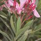 Nerium oleander L.