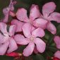 Nerium oleander L.