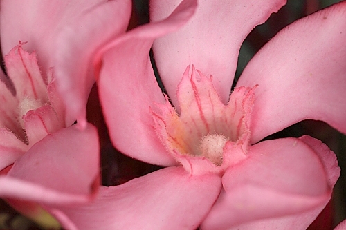 Nerium oleander L.