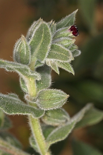 Nonea vesicaria (L.) Rchb.