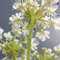 Oenanthe fistulosa L.