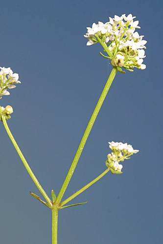 Oenanthe globulosa L.