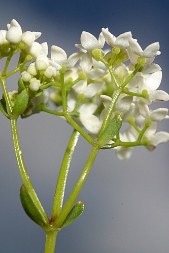 Oenanthe globulosa L.