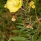 Oenothera biennis L.