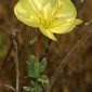 Oenothera drummondii Hook.