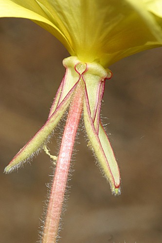 Oenothera drummondii Hook.