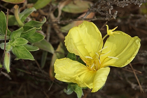 Oenothera stricta Lebed. ex Link