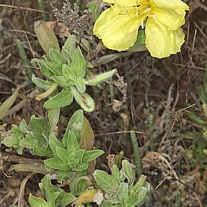 Oenothera stricta Lebed. ex Link