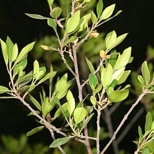 Olea europaea subsp. europaea L.
