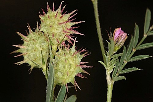Onobrychis caput-galli (L.) Lam.
