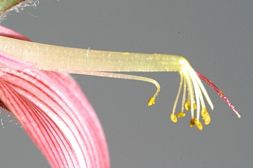 Onobrychis humilis (L.) G. López