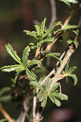 Ononis fruticosa L.