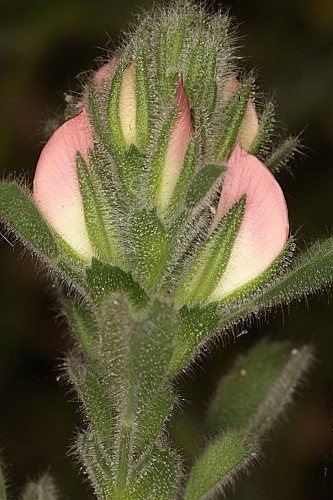 Ononis leucotricha Coss.