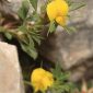 Ononis minutissima L.