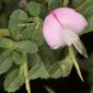 Ononis spinosa L.