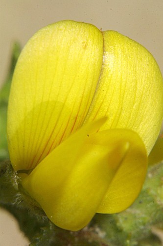Ononis variegata L.