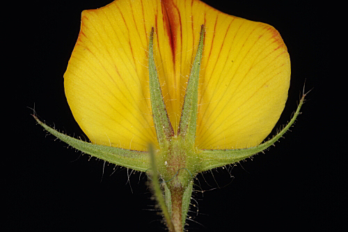 Ononis viscosa subsp. brachycarpa (DC.) Batt. in Batt. & Trab.