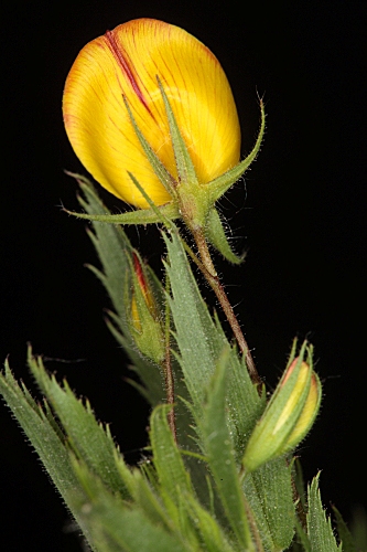 Ononis viscosa subsp. brachycarpa (DC.) Batt. in Batt. & Trab.