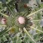 Onopordum acaulon L.