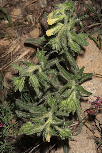 Onosma tricerosperma subsp. tricerosperma Lag.