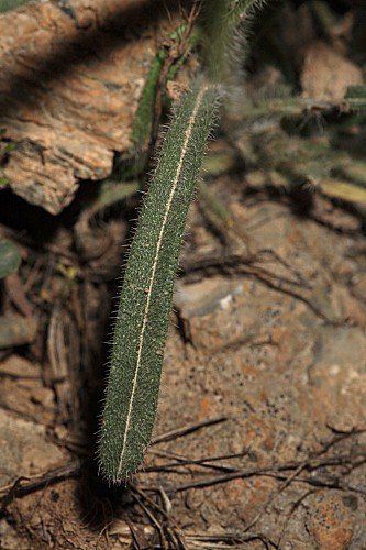 Onosma tricerosperma subsp. tricerosperma Lag.