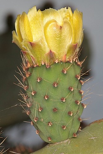Opuntia ficus–indica (L.) Mill.