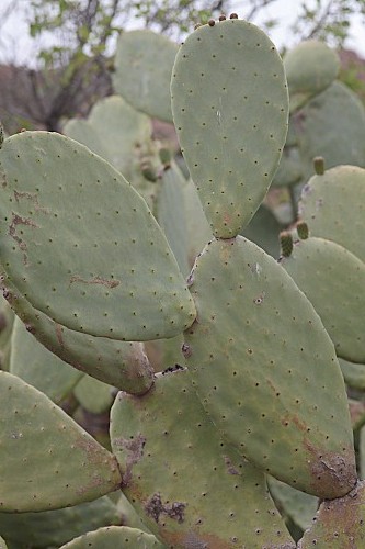 Opuntia ficus–indica (L.) Mill.
