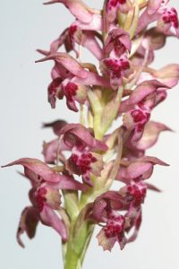 Orchis coriophora L.