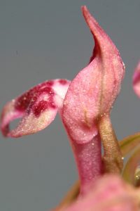 Orchis coriophora L.