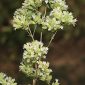 Origanum virens Hoffmanns. & Link