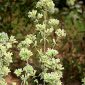 Origanum virens Hoffmanns. & Link