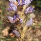 Orobanche arenaria Borkh.