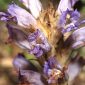 Orobanche arenaria Borkh.
