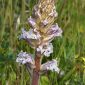 Orobanche crenata Forssk.